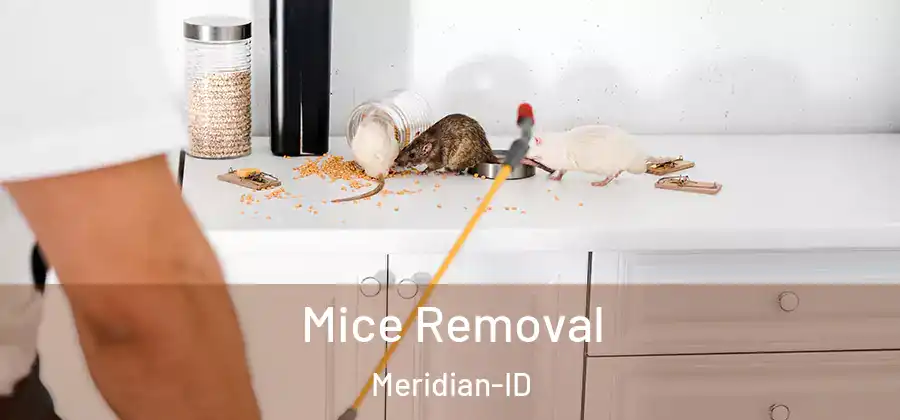  Mice Removal Meridian-ID