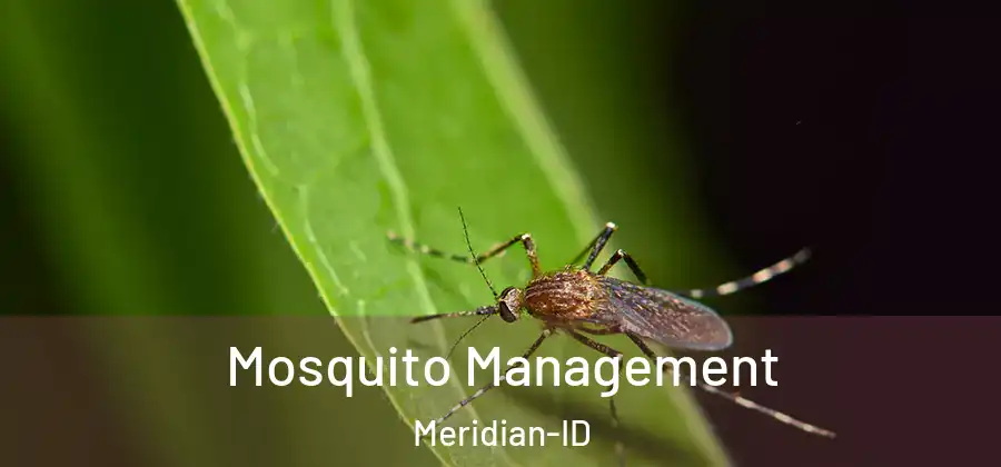 Mosquito Management Meridian-ID