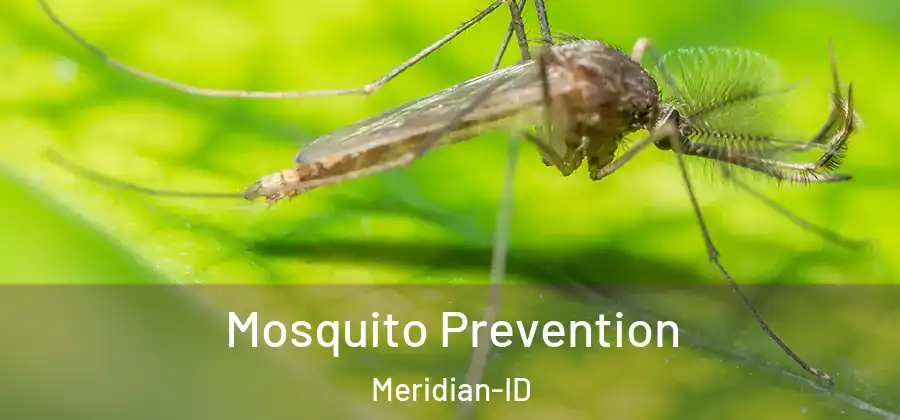 Mosquito Prevention Meridian-ID
