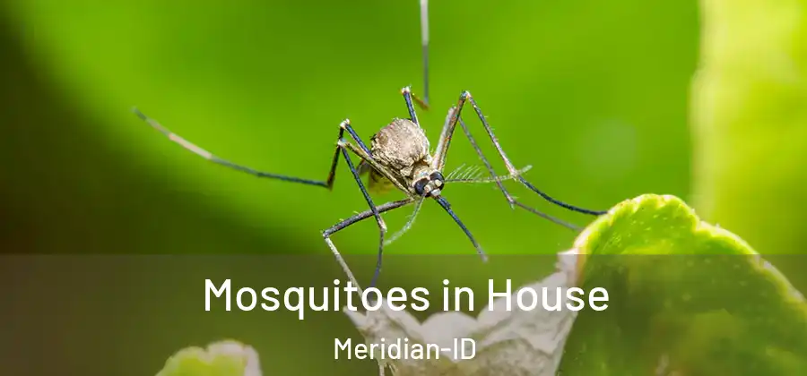 Mosquitoes in House Meridian-ID