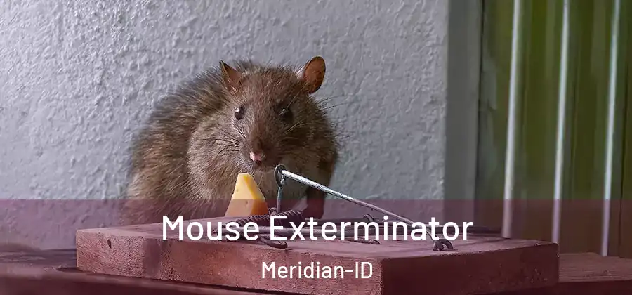  Mouse Exterminator Meridian-ID