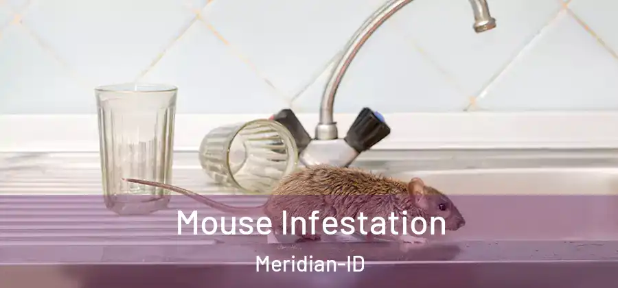  Mouse Infestation Meridian-ID