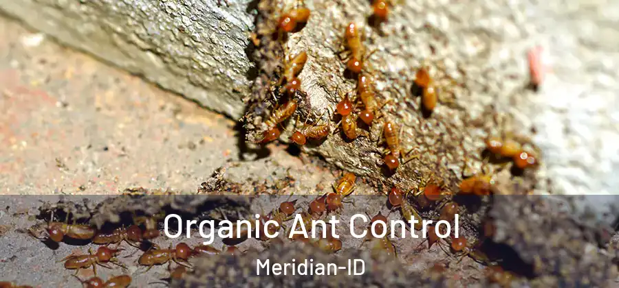 Organic Ant Control Meridian-ID