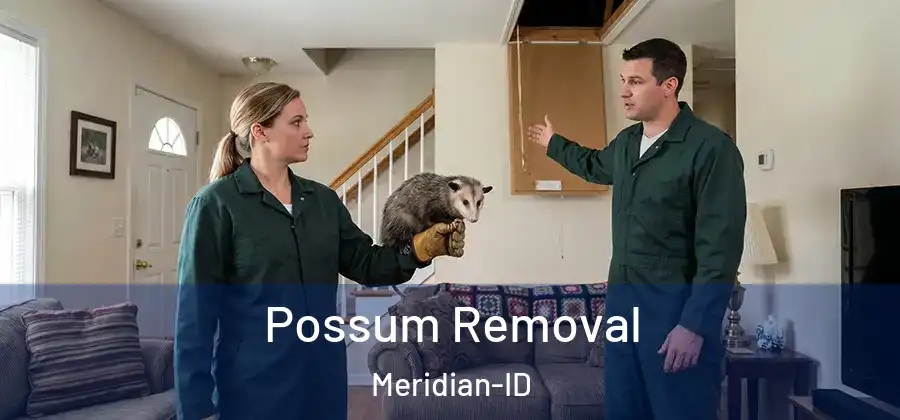 Possum Removal Meridian-ID