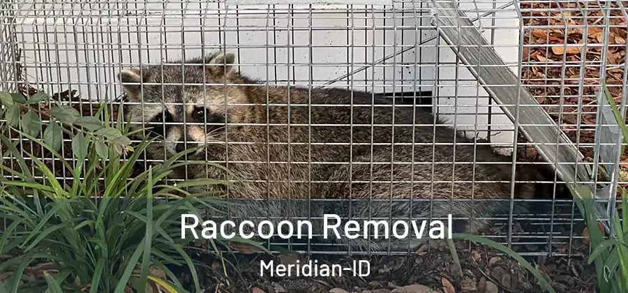 Raccoon Removal Meridian-ID