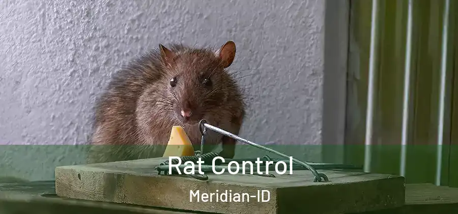  Rat Control Meridian-ID