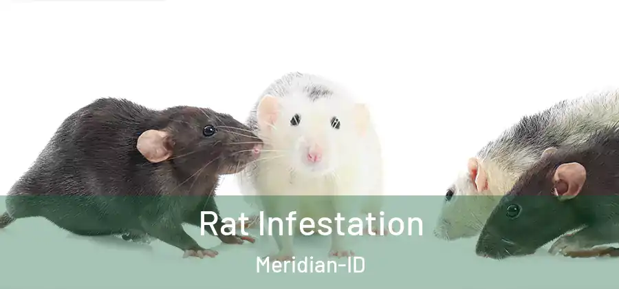  Rat Infestation Meridian-ID