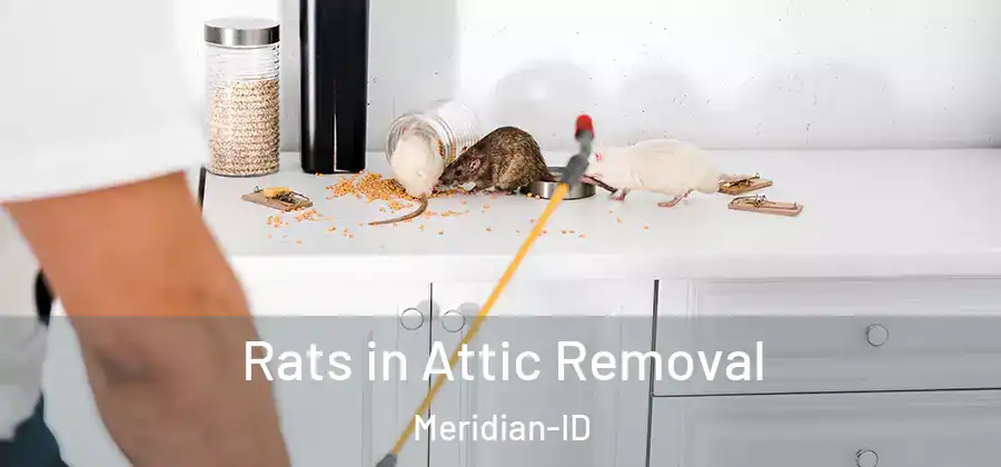 Rats in Attic Removal Meridian-ID
