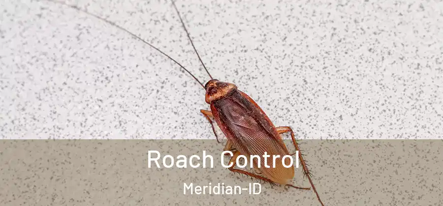 Roach Control Meridian-ID