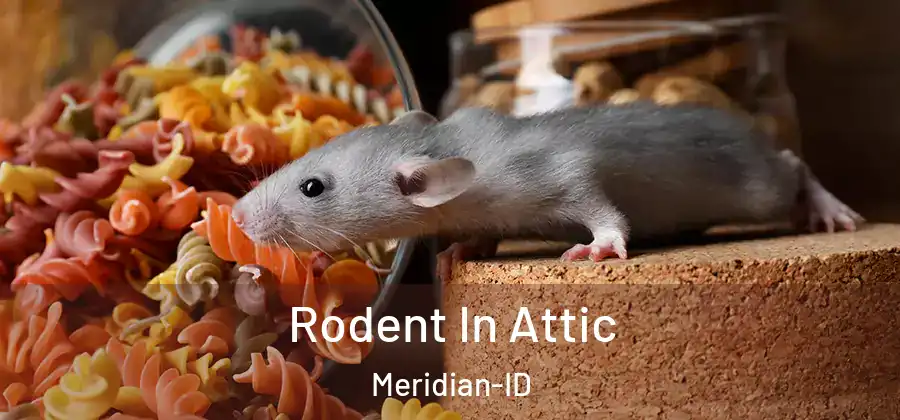 Rodent In Attic Meridian-ID