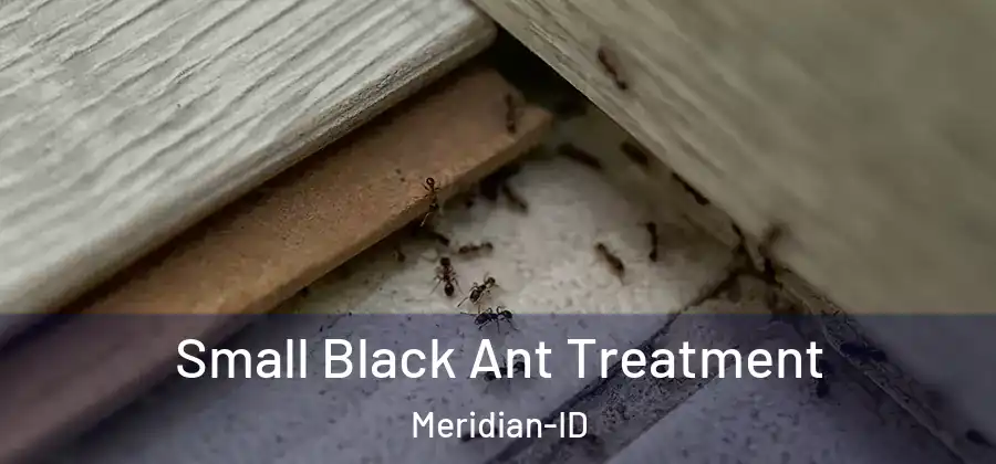 Small Black Ant Treatment Meridian-ID