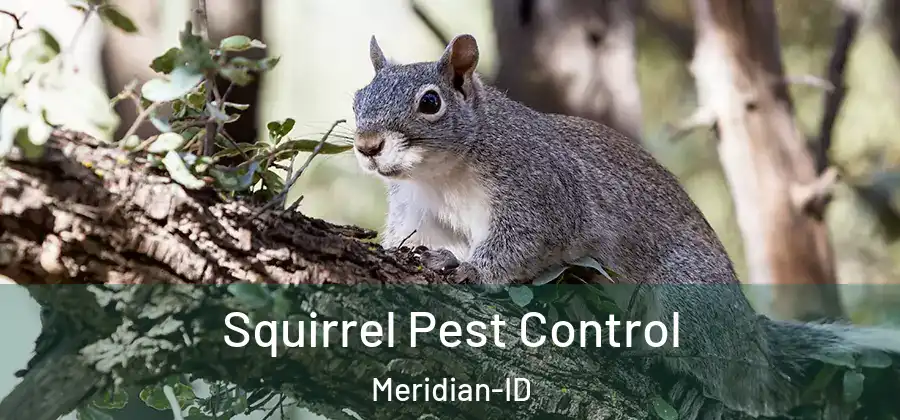  Squirrel Pest Control Meridian-ID