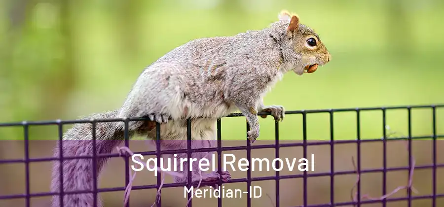  Squirrel Removal Meridian-ID