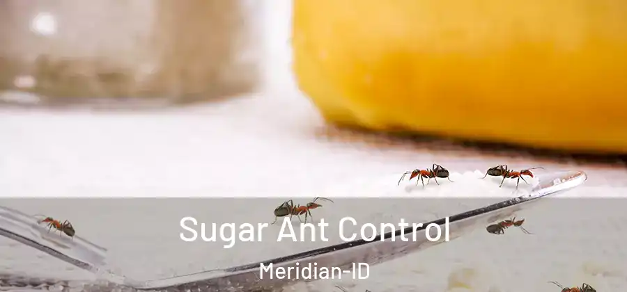  Sugar Ant Control Meridian-ID