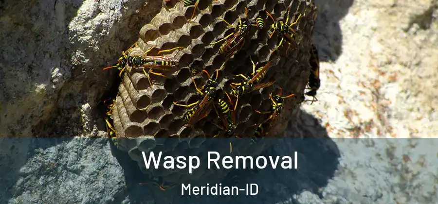  Wasp Removal Meridian-ID