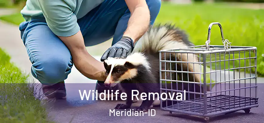  Wildlife Removal Meridian-ID